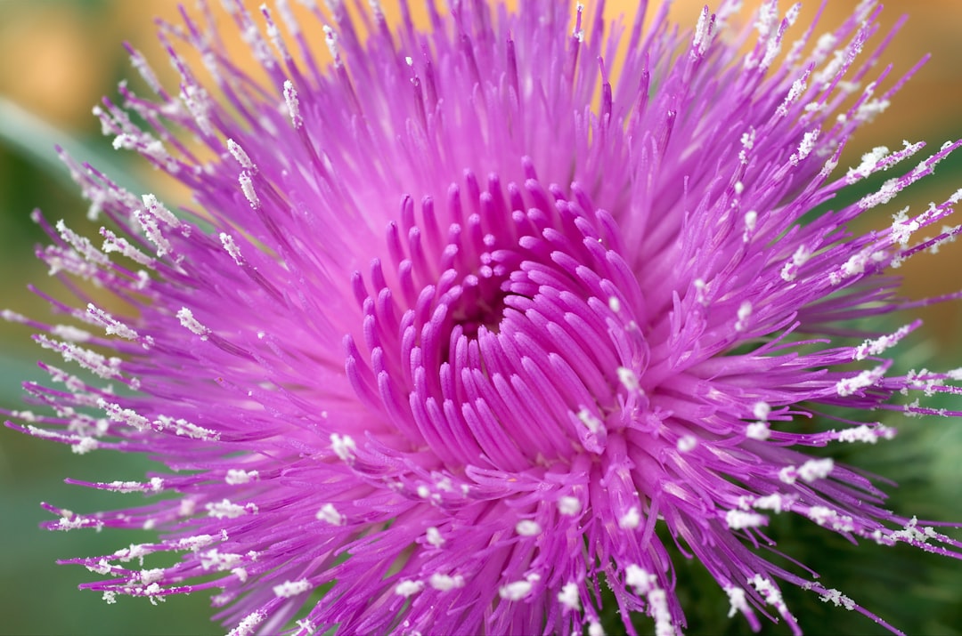 Photo Milk thistle